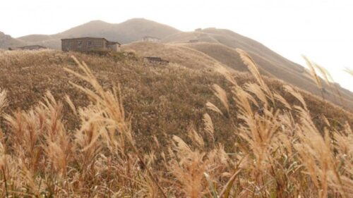 親子郊遊｜香港芒草、蘆葦草熱點推介｜大東山、昂平、飛鵝山打卡路線＋難度