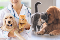 消委會｜寵物保險點揀好？同品種同齡保費差距逾$12,000！投保前必睇寵物保險懶人包！