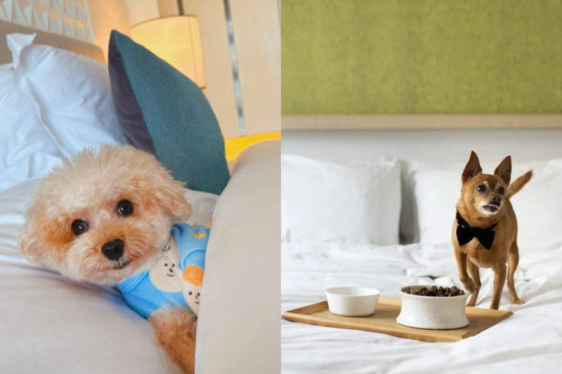 寵物友善酒店2026｜6間貓狗都可入住的香港酒店推介！一文看清住宿優惠、設施配套，與毛孩開心Staycation/慶生/度假