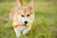 毛孩好去處｜Furmomo「寵愛毛孩大作戰」！免費獸醫檢查＋領養日＋打卡送禮包