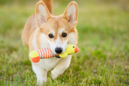 毛孩好去處｜Furmomo「寵愛毛孩大作戰」！免費獸醫檢查＋領養日＋打卡送禮包