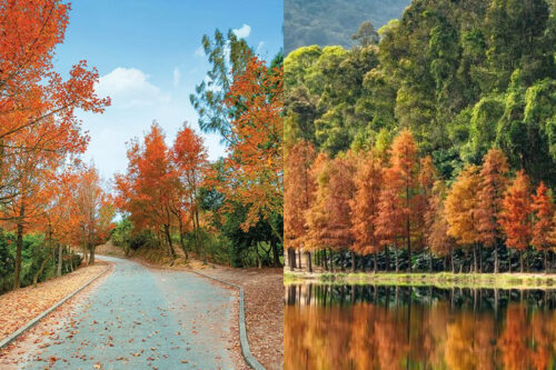 香港紅葉情報2026｜流水響水塘等賞紅葉熱點！最佳賞紅葉時間、地點及交通一文睇清